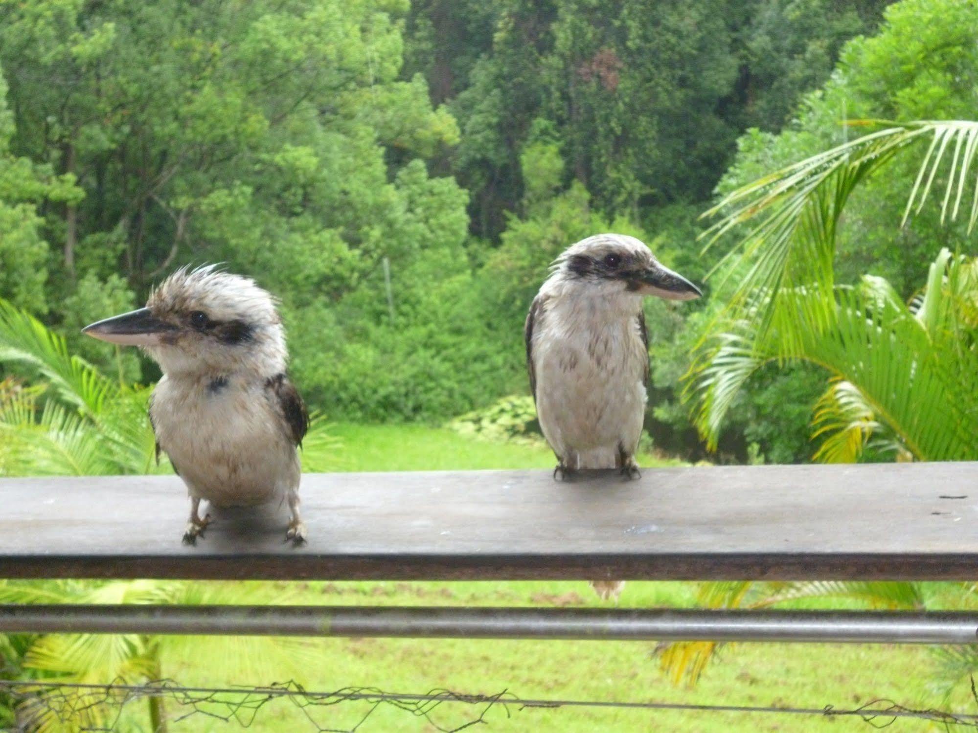 Teretre Cabins Nimbin Villa Buitenkant foto